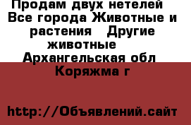 Продам двух нетелей - Все города Животные и растения » Другие животные   . Архангельская обл.,Коряжма г.